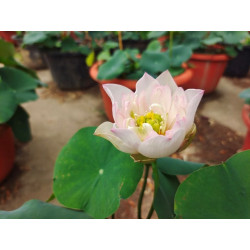 Nelumbo 'The Joy of Childhood'