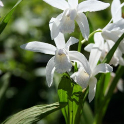Bletilla striata Alba
