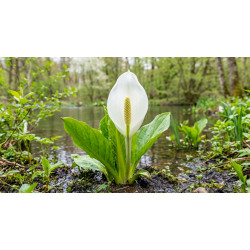 LYSICHITUM camtschatcense