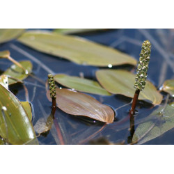 Potamogeton natans
