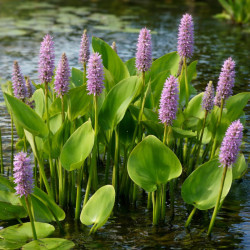 Pontederia Cordata Pink Pons