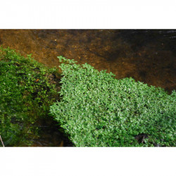 Callitriche vernalis