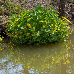 CALTHA palustris