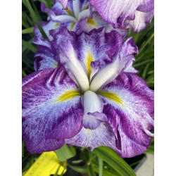Iris ensata 'Dinner Plate...
