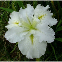 IRIS Louisiana Waihi Wedding