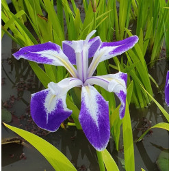 IRIS laevigata Mottle Beauty