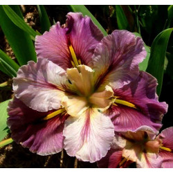IRIS Louisiana From This...
