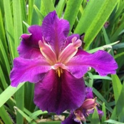 Iris Louisiana 'Hurricane...