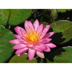 Nymphaea 'Siam Pink 2'