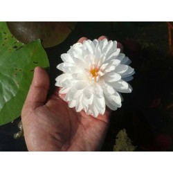 Nymphaea 'White 1000 petals'