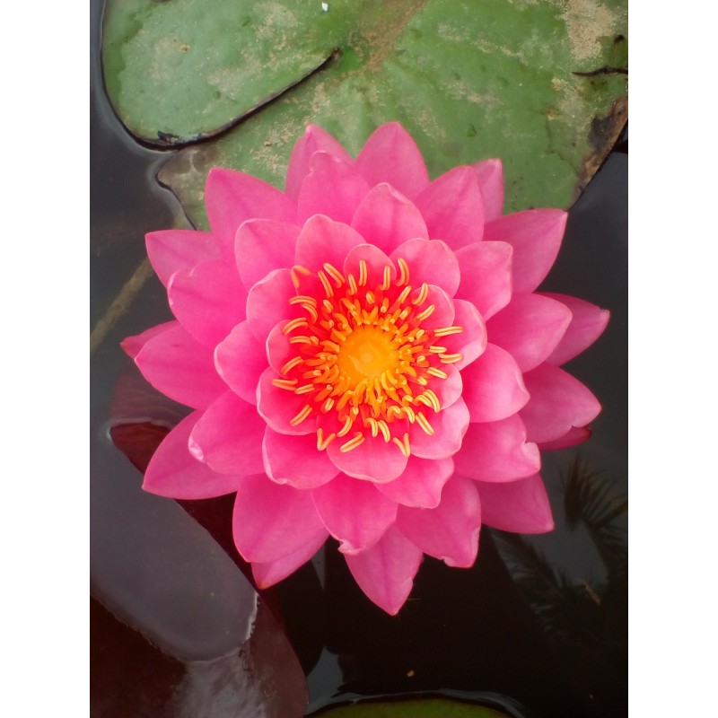 Opal Perry Nymphaea 'Perry's Fire Opal'