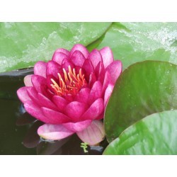 Nymphaea 'Perry's Baby Red'