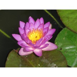 Nymphaea 'Siam Purple 2'