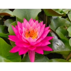 Nymphaea 'Siam Lucky'