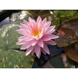 Nymphaea 'Painted Lady'