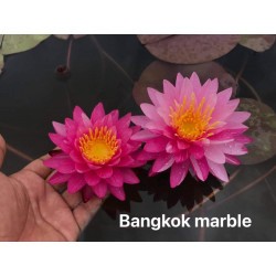 Nymphaea 'Bangkok Marble'