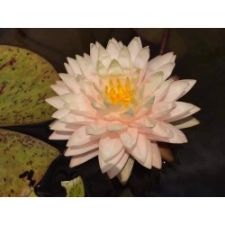 Nymphaea 'Awesome'
