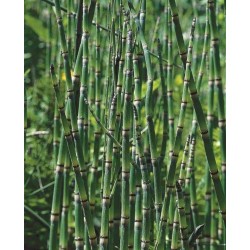 Equisetum Japonicum